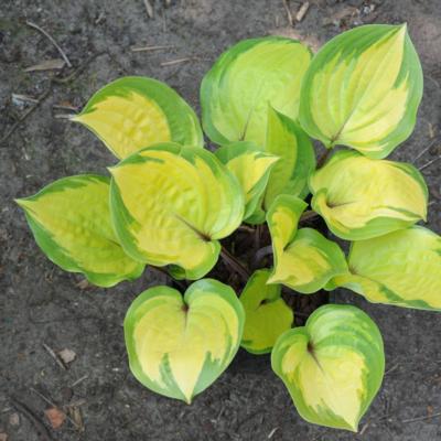 Hosta 'Volcano Island'